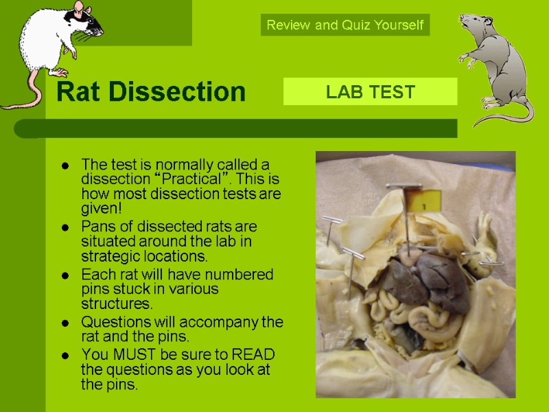 Rat Dissection LAB TEST Review and Quiz Yourself The test is normally called a